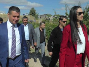 Nevşehir’de Badem Hasadı Yapıldı