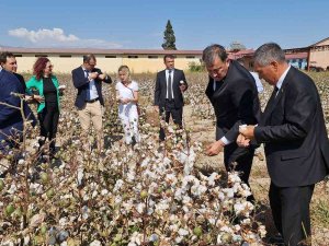 Türkmenistan Pamuğuna Nazilli Desteği