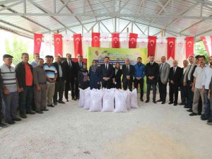 Amasya Çiftçisine 169 Ton Yem Bitkisi Tohumu Desteği