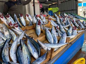 Zonguldak’ta Palamudun Fiyatı Yükselişe Geçti