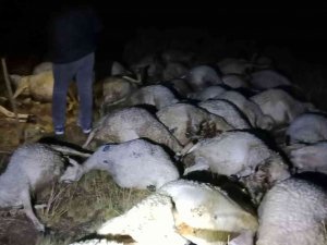 Sivas’ta Yıldırım Düştü, 40 Koyun Telef Oldu