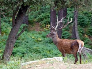 Samsun’dan Türkiye’ye Sülün Ve Geyik