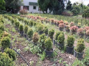 3 Fidanlıkta 3 Milyon Fidan Hedefi