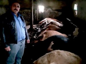 Yozgat’ta Yıldırım İsabet Eden Ahırdaki 7 Büyükbaş Hayvan Telef Oldu