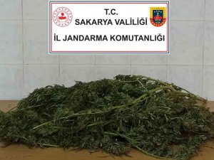 Sakarya’da 3 Kilo 500 Gram Esrar Ele Geçirildi: 1 Gözaltı
