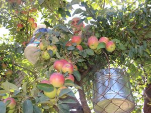 Doğal Soğuk Hava Deposu Yaylalarda Elma Hasadı Başladı