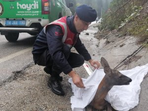 Otomobilin Çarptığı Karaca Tedavi Altına Alındı