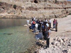 Bir Milyon Yavru Balık Halfeti Barajı’na Bırakıldı