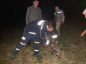 Kuyuya Düşen Koyunu Afad Ekibi Kurtardı