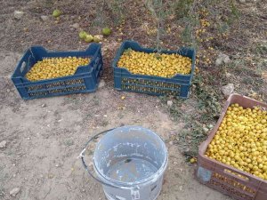 Alıç Üreticinin Elinde Kaldı