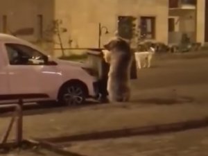 Sarıkamış’ta Ayılar Sokaklarda Dolaşıyor