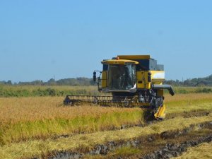 Türkiye’nin Tarla Bitkileri, Meyve Ve Sebze Ambarı Samsun
