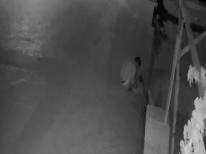 Antalya’da Kedi Hırsızları Mahalleliyi Bezdirdi