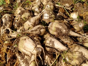 Pancar Rekoltesi Üreticinin Yüzünü Güldürdü