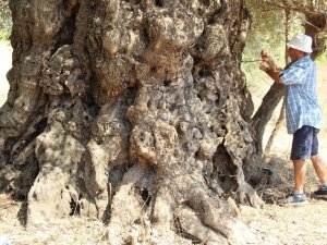 Aydın’da Tarihe Tanıklık Eden Ağaçlar Konuşuldu
