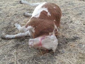 Tunceli’de Üzerine Yıldırım Düşen İnek Telef Oldu