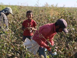 Beyaz Altında Hasat Devam Ediyor