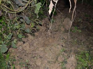 Ölen Bebeği 23 Gün Çatıda Saklamış, Sonrasında Tarlaya Gömmüş