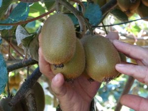 Ordu’da Kivi Üreticileri Yeni Sezon Fiyatından Memnun Değil