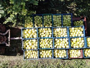 Dalların Altın Sarısında Hasat Zamanı: Dünyada Rakibi Yok