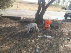 Sungurlu Belediyesi Sokak Hayvanlarını Unutmadı