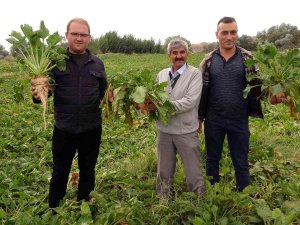 Yozgat’ta Şekerpancarında 1 Milyon 750 Bin Ton Rekolte Bekleniyor