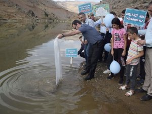 Garzan Barajı Ve Çayı’na 750 Bin Adet Balık Salındı