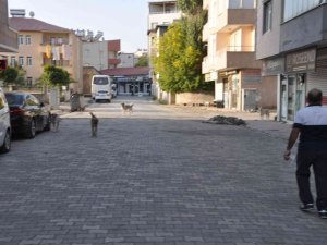 Bulanık’ta Sokak Hayvanları Unutulmadı