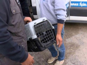 Kadıköy’de Patlamada Mahsur Kalan Kediyi Ekipler Kurtardı