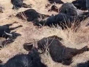 Siirt’te Mağara Çöktü, 17 Hayvan Telef Oldu