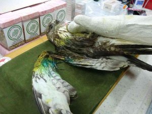 Çanakkale’de Yaralı Şahine Milli Park Ekipleri Sahip Çıktı