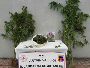 Artvin’de Jandarmadan Uyuşturucu Operasyonu