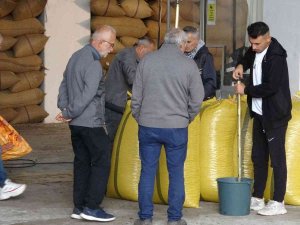 Ordulu Üreticiler Tmo’nun Fındık Alımından Memnun