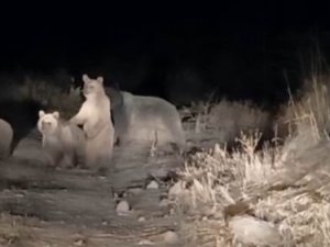 Tunceli’de Ayılar Şehre İndi