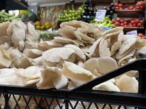 Etle Aynı Değere Sahip İstiridye Mantarı İlgi Odağı Oldu