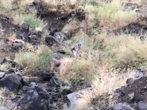 Erzurum’da Vaşak Görüldü