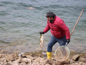 Bolu’da Balık Ölümlerine İlişkin Adli Soruşturma Başlatıldı