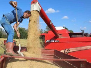 Sinop’ta Çeltik Hasadı Başladı