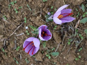 Kilosu 100 Bin Tl Olan Safran Çiçek Açtı