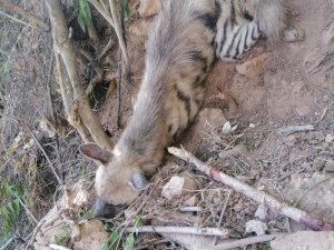 Nesli Tükenme Tehlikesi Olan Çizgili Sırtlan Bulundu