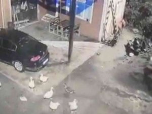 Tilkinin Biri Kaz Çaldı Diğeri Gözcülük Yaptı