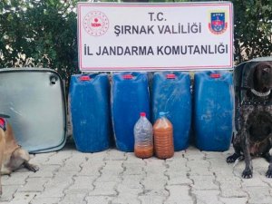 Şırnak’ta Kaçakçılık Ve Asayiş Operasyonu: 65 Gözaltı