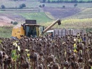 Ayçiçeği Alım Kampanyası Sona Erdi