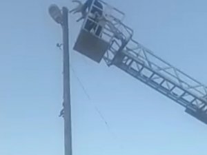 3 Gün Elektrik Direğinde Mahsur Kalan Kedi Kurtarıldı