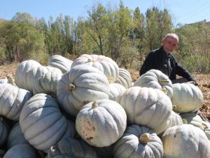 Organik Bayburt Bal Kabağı Tarladan Tezgaha Tezgahtan Sofraya Ulaşıyor