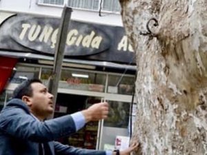 Yunan Mezaliminin Tanığı 500 Yaşındaki Çınar Kimliklendirildi