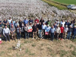 Pamuk Tarlasında Yeni Çeşitler Konuşuldu