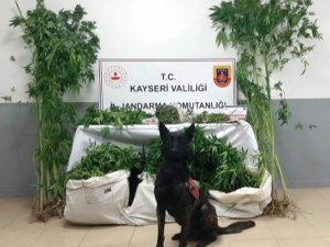 Jandarmadan Uyuşturucu Operasyonu