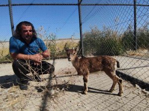 Tedavisi Tamamlanan Yavru Yaban Keçisi Doğaya Bırakılacak