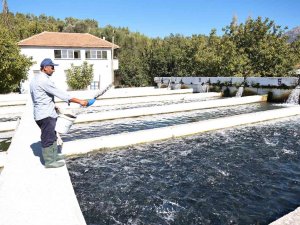 Denizli’de Alabalık Üretimi Destekleniyor